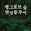 맹그로브 숲 반딧불 투어