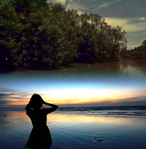 디나완 반딧불 투어(+시티투어포함)