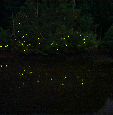 디나완 반딧불 투어(+시티투어포함)