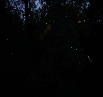 코타키나발루 위치와 반딧불 투어 완벽 가이드