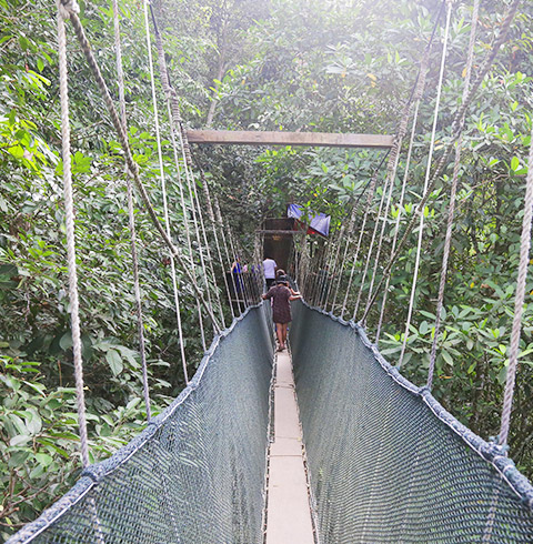 키나발루산 캐노피+온천투어