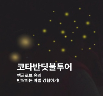 코타키나발루 반딧불투어 완벽 가이드: 맹글로브 패키지 준비물과 일정 총정리