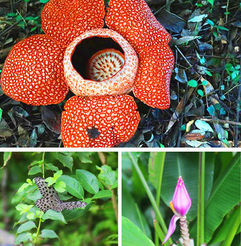 키나발루산 캐노피+온천투어