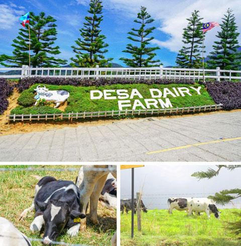 키나발루산 캐노피+온천투어