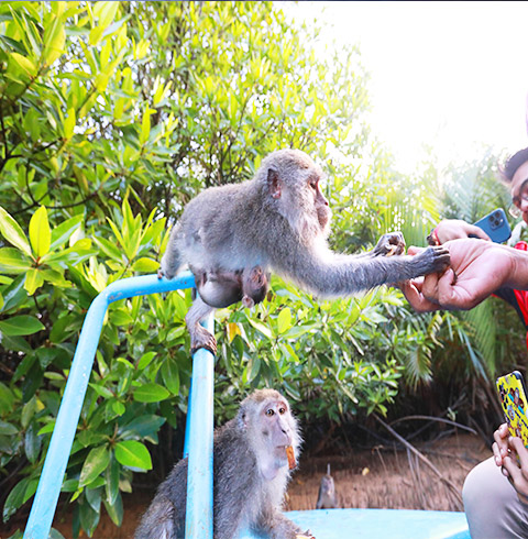 코타키나발루 반딧불+핑크문스파