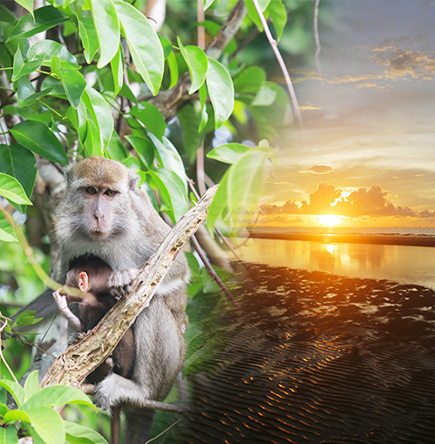 코타키나발루 반딧불 투어